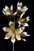Bronze And White Foam Flower Blooms 115